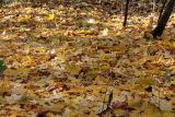 Acer platanoides. Опавшие листья. Москва, ландшафтный заказник \"Тропарёвский\", берёзовый лес. 16 октября 2022 г.