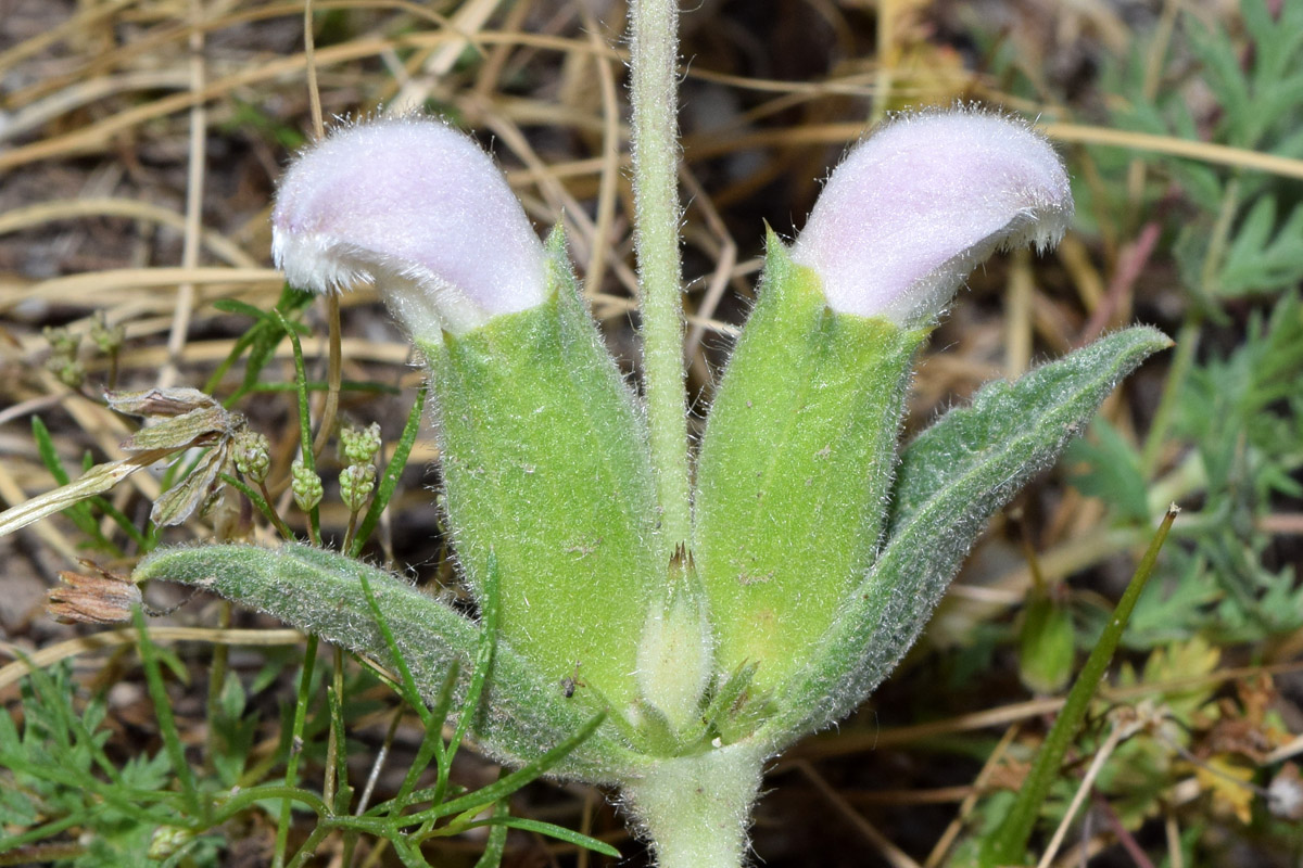 Image of Phlomoides labiosa specimen.