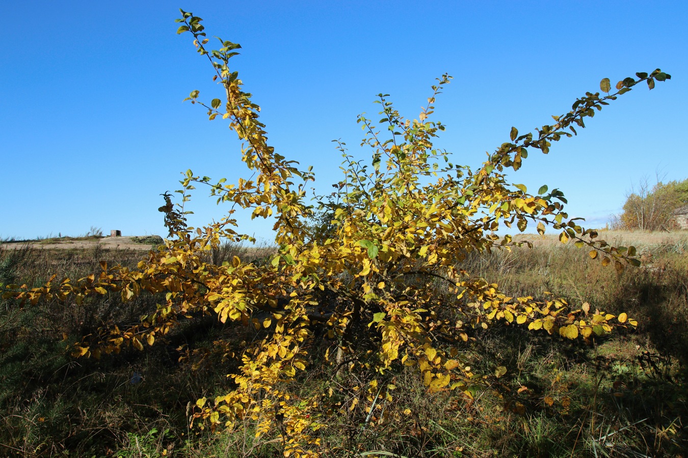 Изображение особи Malus domestica.