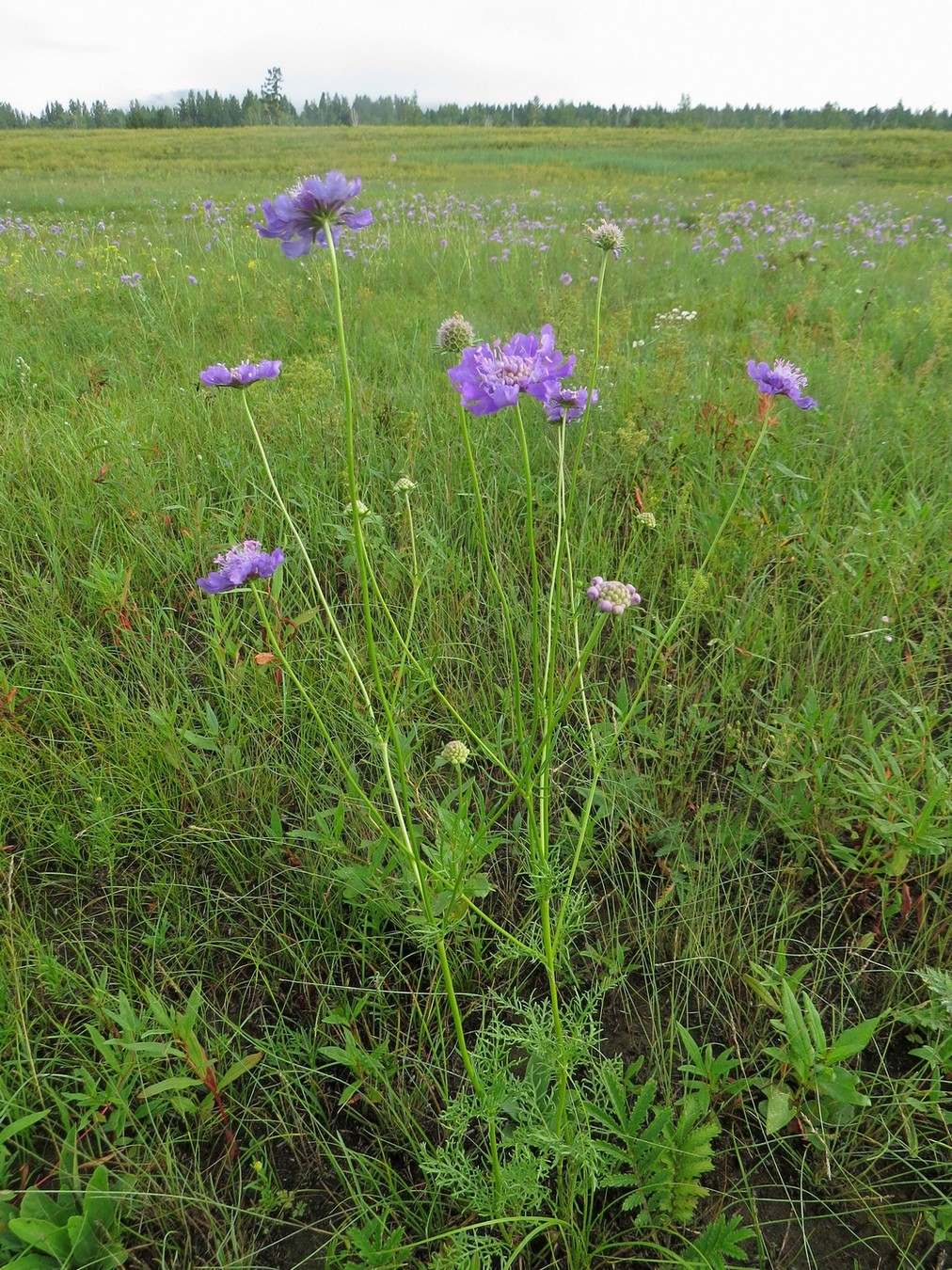 Изображение особи Scabiosa comosa.