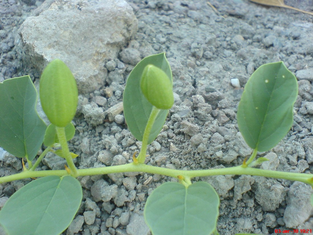 Image of Capparis herbacea specimen.