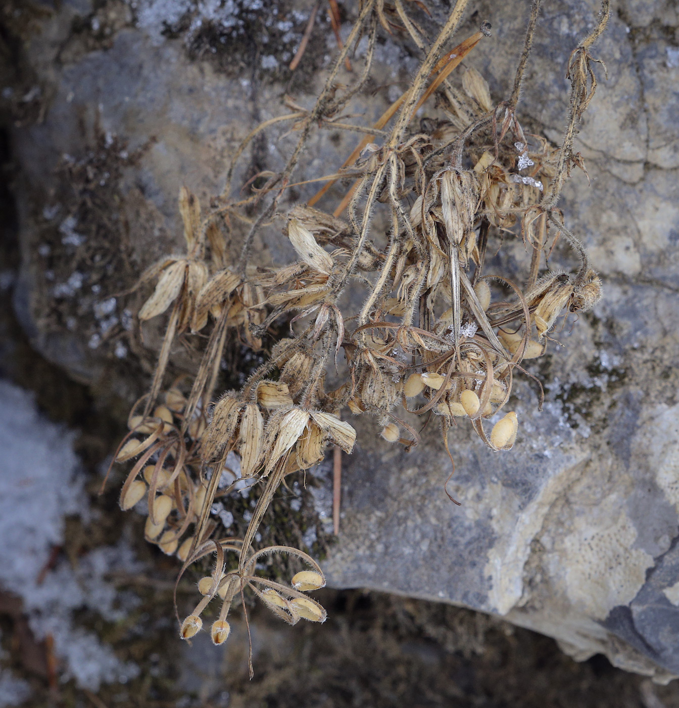 Image of genus Geranium specimen.