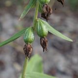 Epipactis helleborine. Незрелые плоды. Ульяновская обл., г. Димитровград, лесопарк \"Дубовая роща\", пойма р. Б. Черемшан, прибрежная дубрава. 17.08.2022.