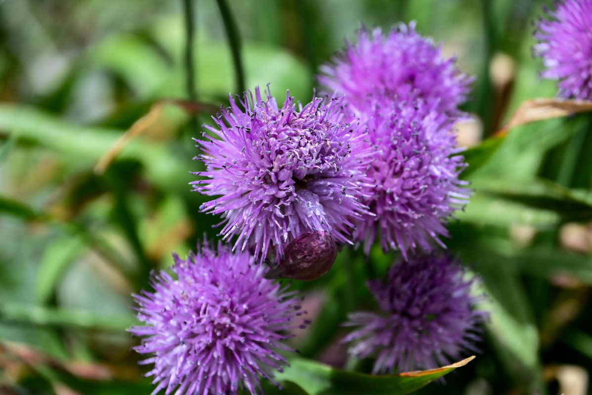 Image of Allium platyspathum specimen.