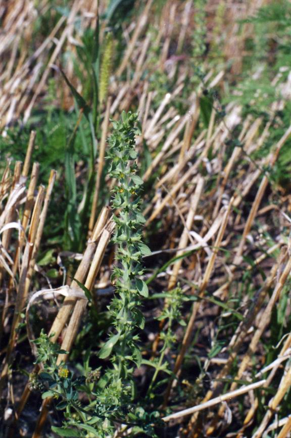 Image of Sideritis montana specimen.