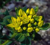 Haplophyllum thesioides