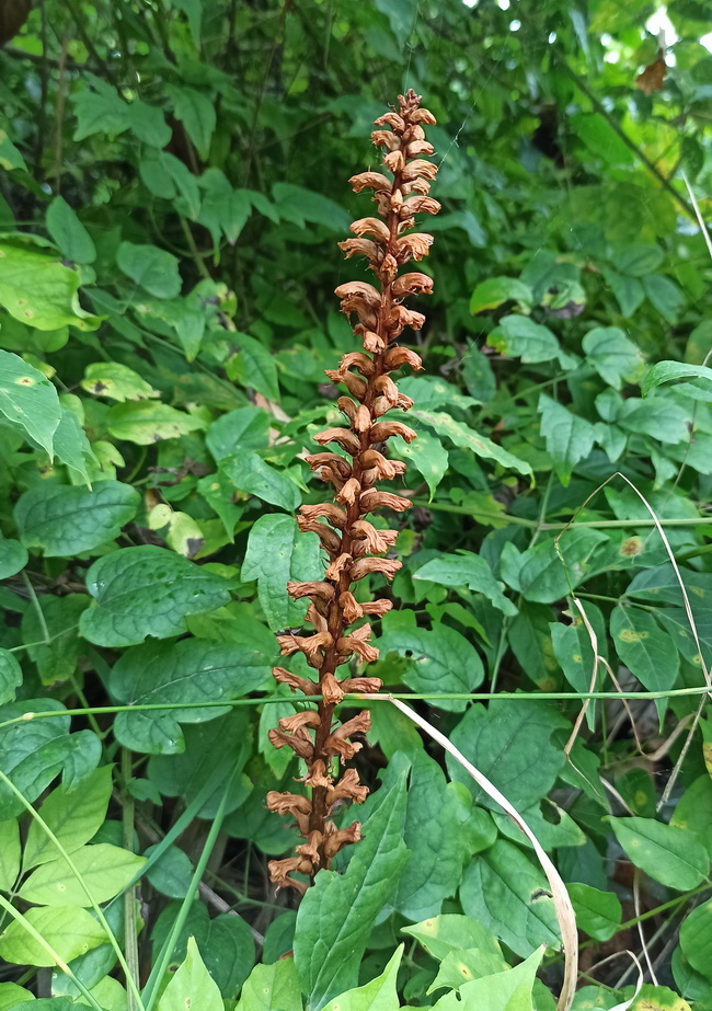 Image of Orobanche hederae specimen.