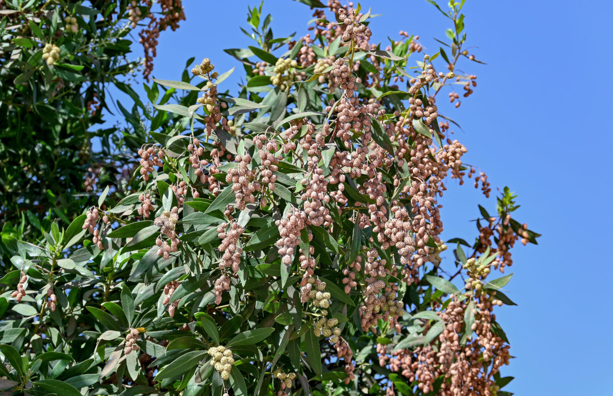 Изображение особи Conocarpus erectus.