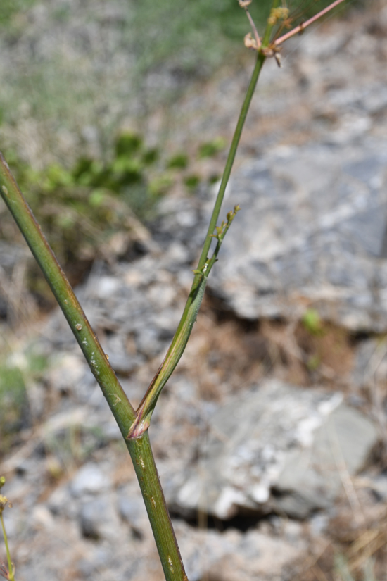 Image of Ferula sumbul specimen.