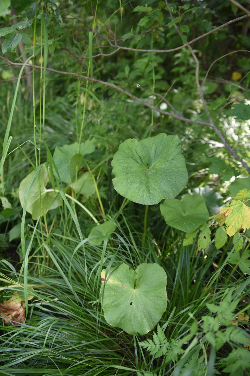 Изображение особи Caltha polypetala.