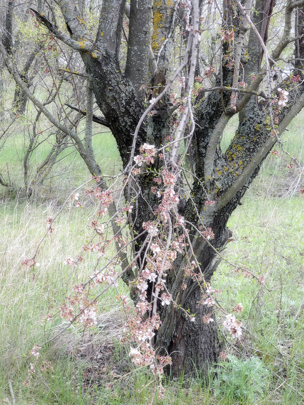 Изображение особи Amygdalus communis.