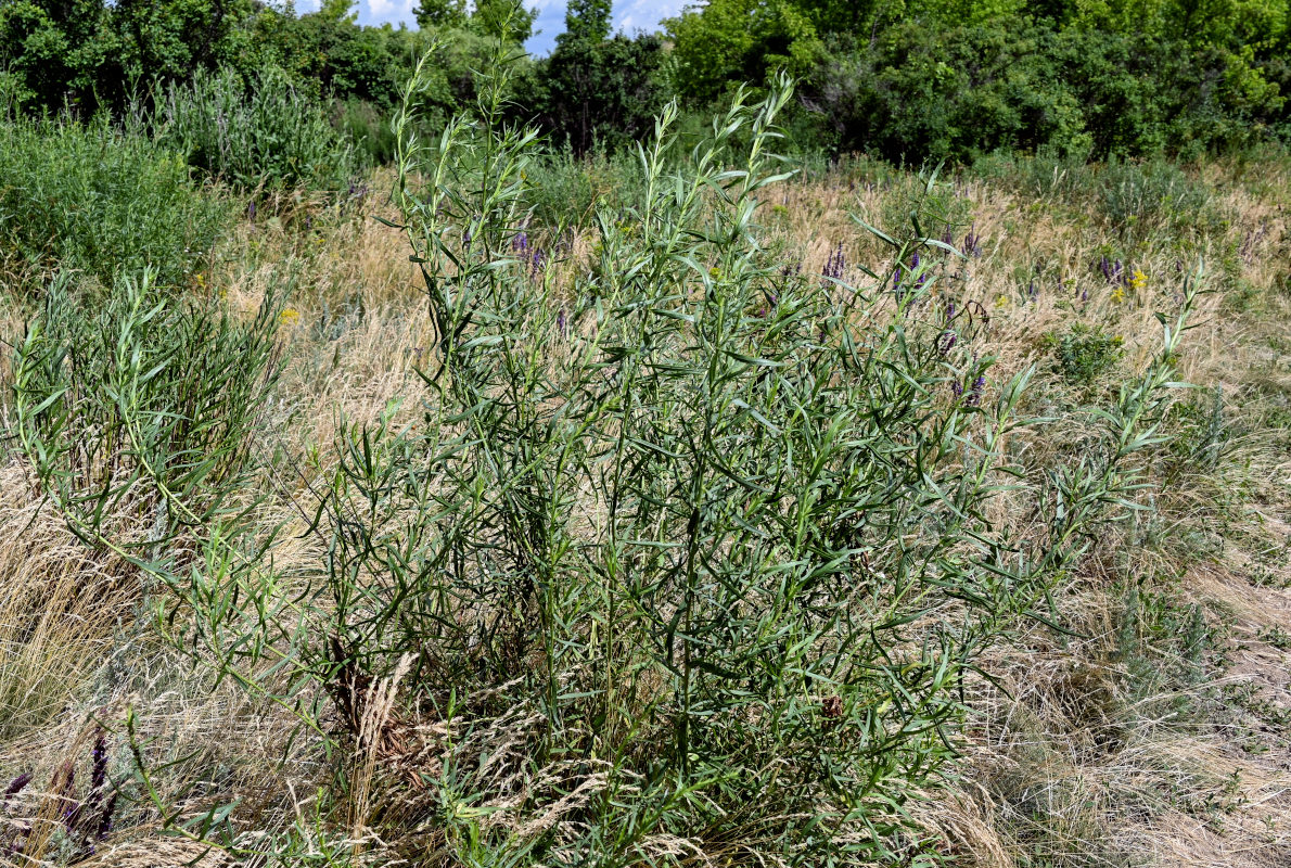 Изображение особи Artemisia dracunculus.