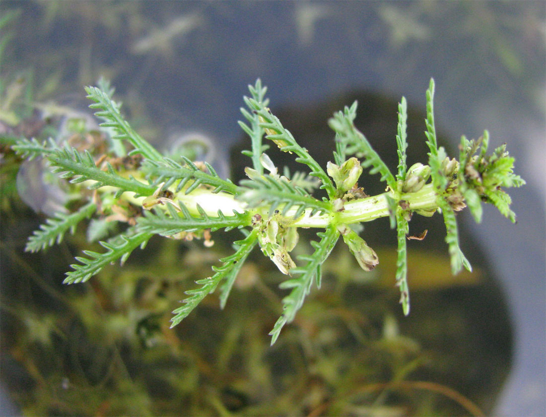 Image of Myriophyllum verticillatum specimen.