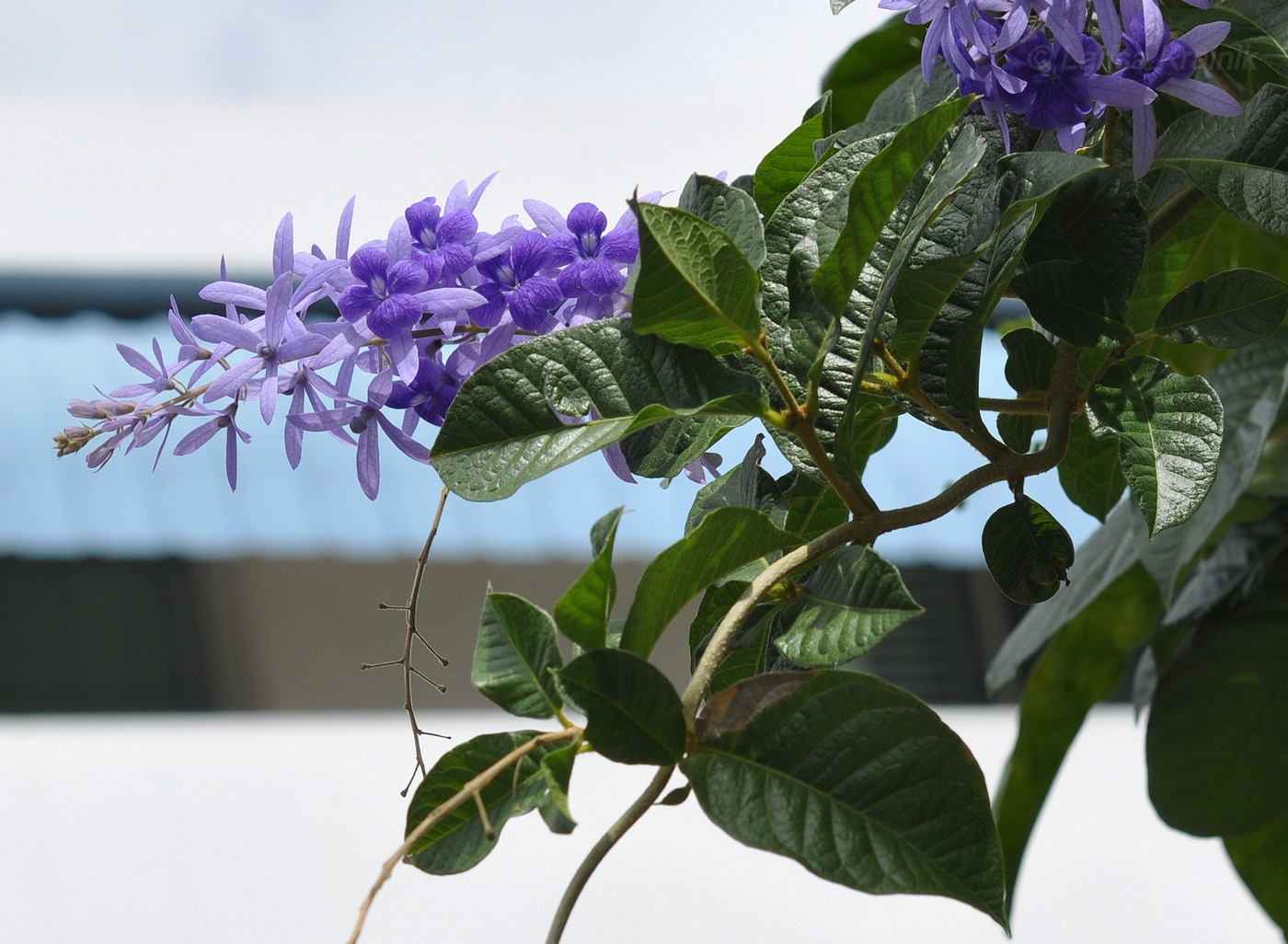 Изображение особи Petrea volubilis.