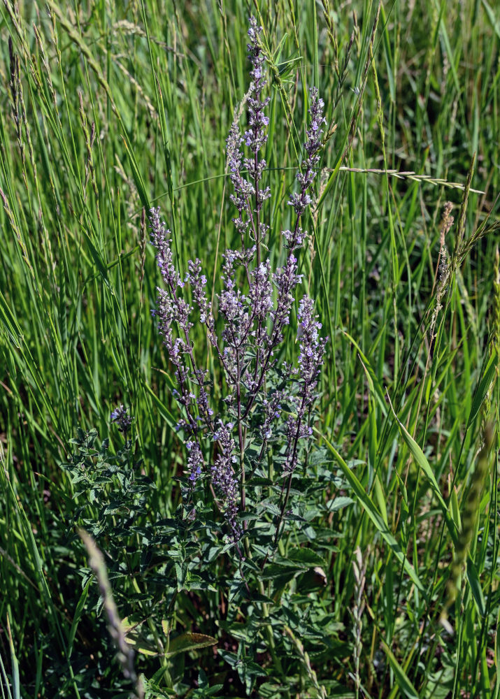 Image of Nepeta nuda specimen.