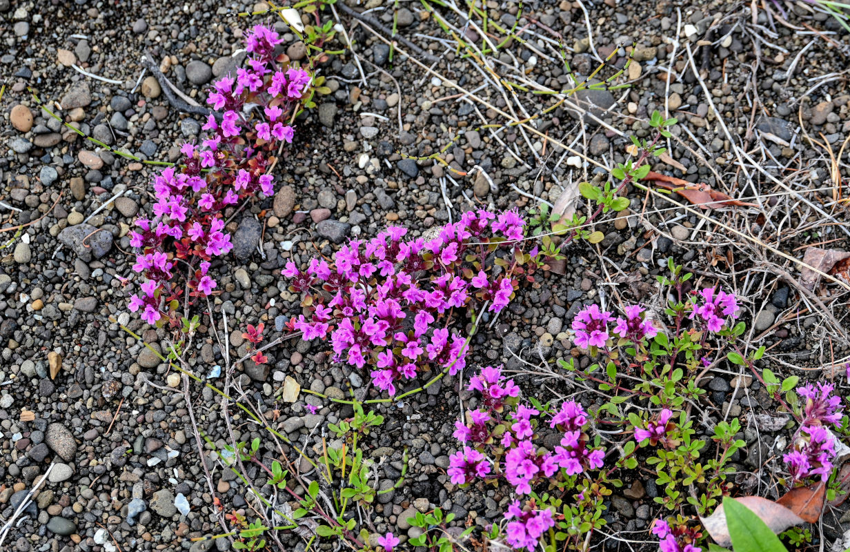 Image of genus Thymus specimen.