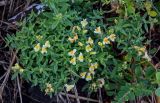 Linaria japonica