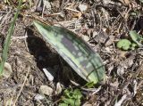 Erythronium dens-canis