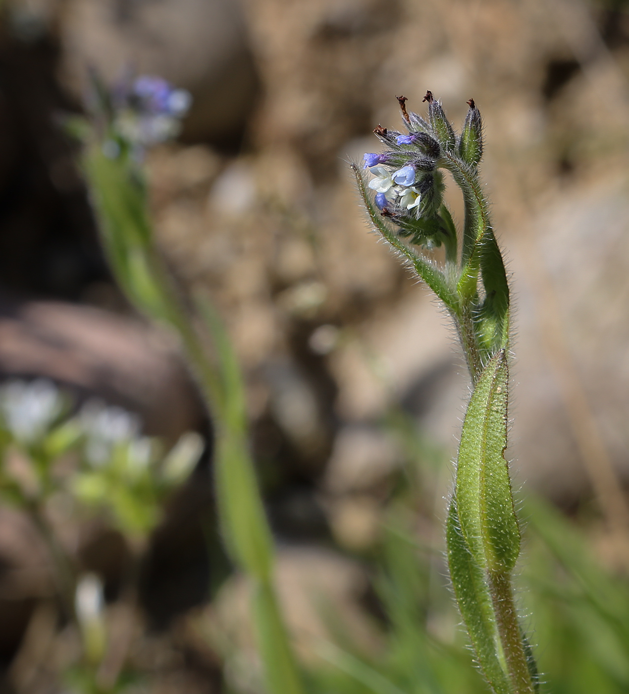 Изображение особи Myosotis discolor.