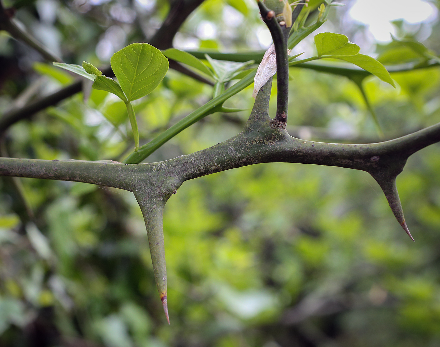 Изображение особи Poncirus trifoliata.