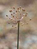 Allium popovii