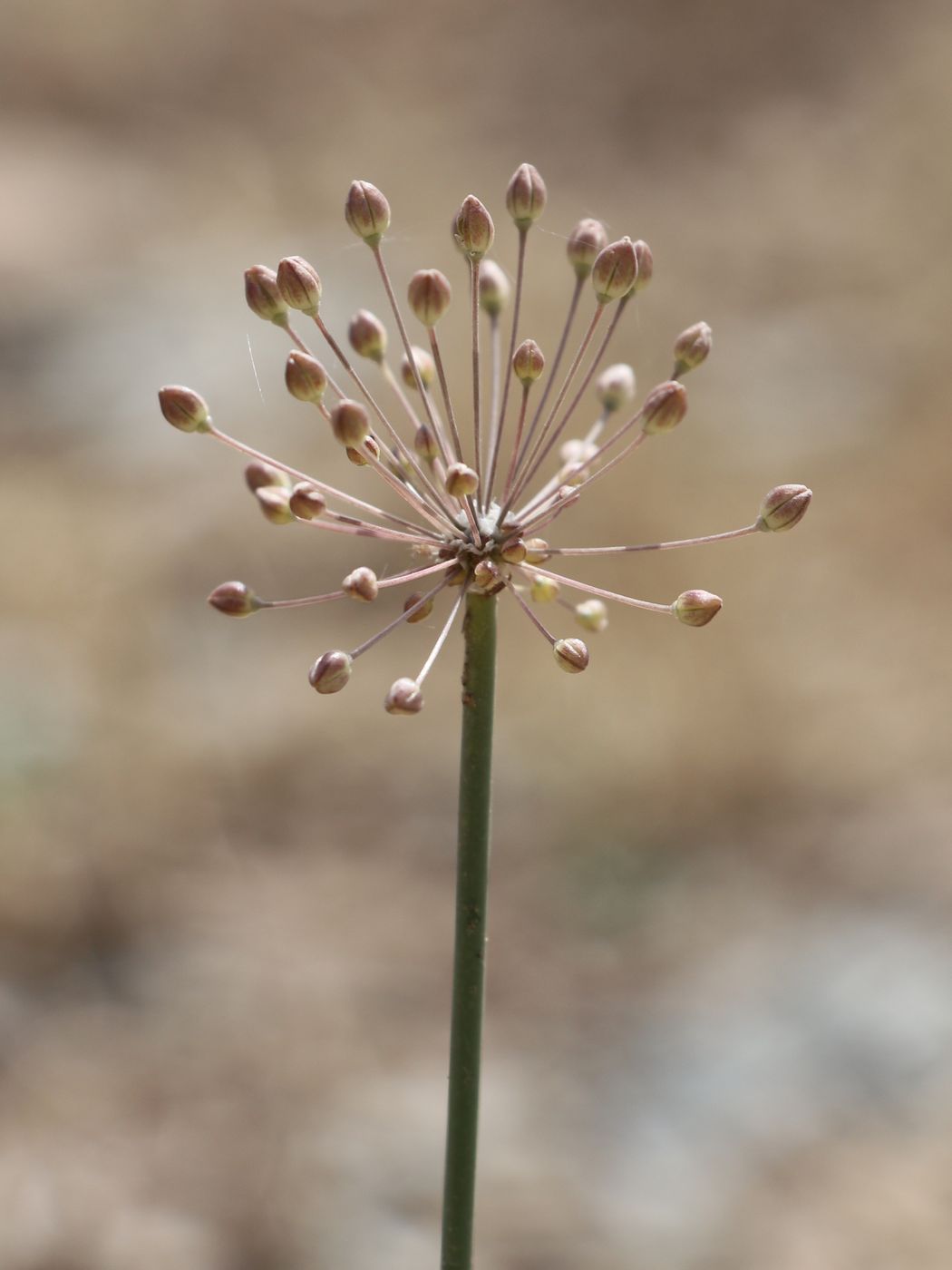 Изображение особи Allium popovii.