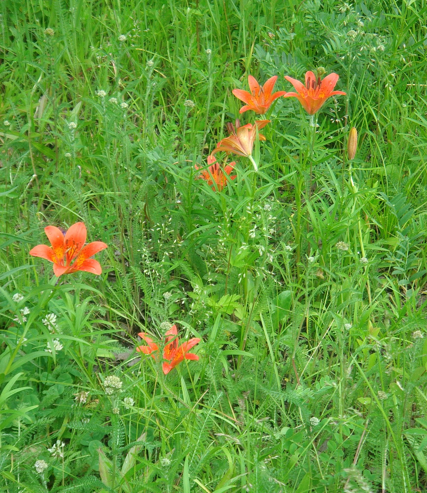 Image of genus Lilium specimen.