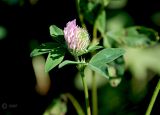 Trifolium medium