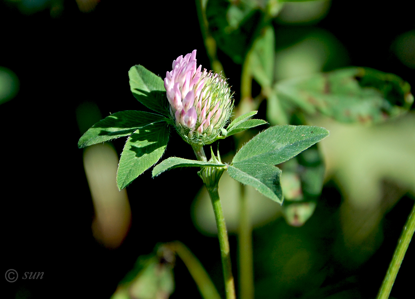 Image of Trifolium medium specimen.