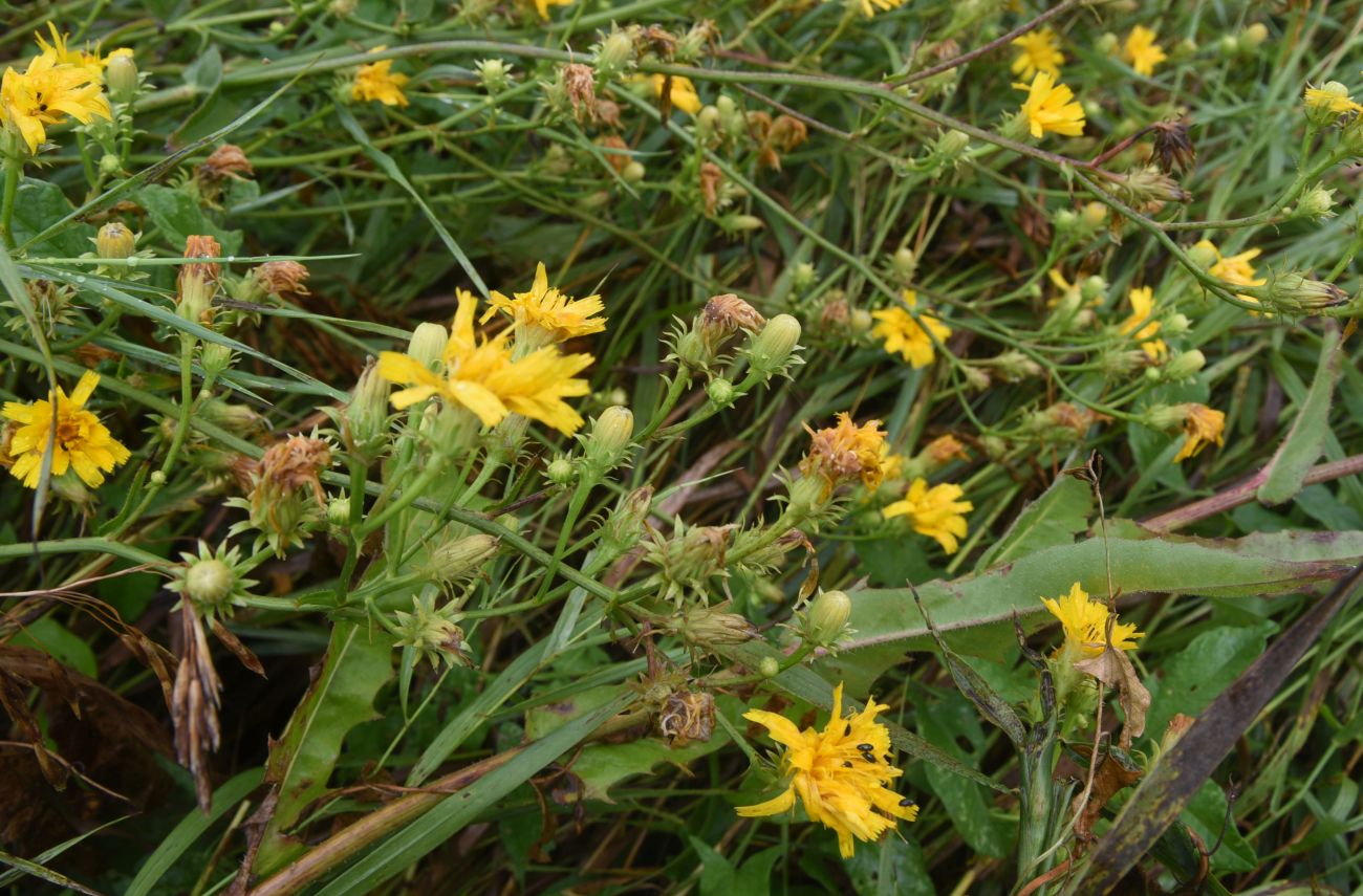 Image of Picris hieracioides specimen.