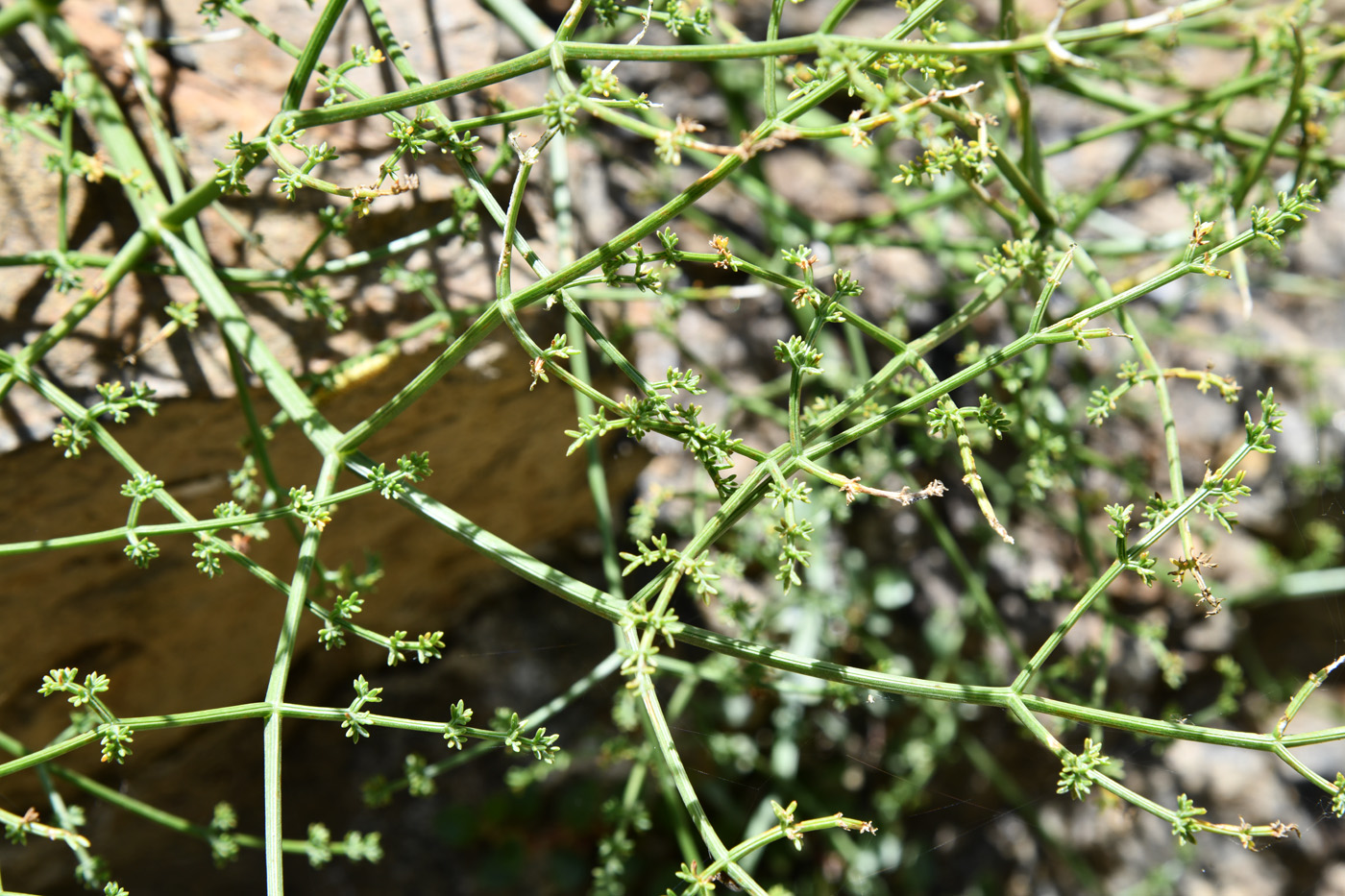 Изображение особи Ferula grigoriewii.