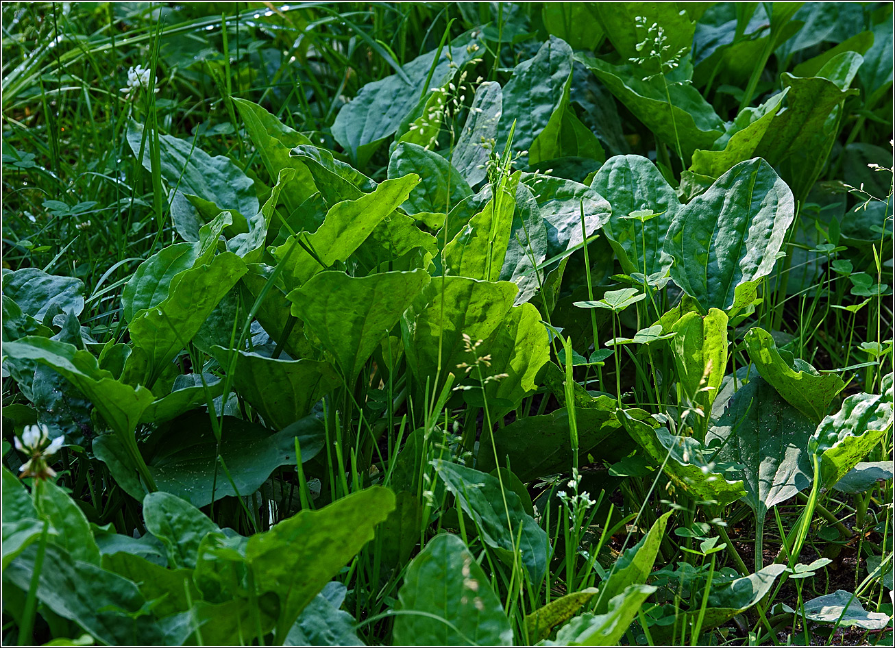 Изображение особи Plantago major.