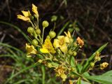 Lysimachia davurica