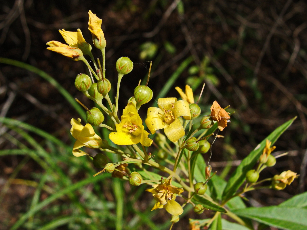 Изображение особи Lysimachia davurica.