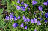 Campanula rotundifolia. Соцветия. Красноярский край, гор. округ Норильск, пос. Снежногорск, побережье Усть-Хантайского водохранилища, подножие лугового склона. 27.07.2023.