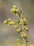 Artemisia campestris подвид glutinosa. Верхушка веточки с соцветиями. Испания, автономное сообщество Каталония, провинция Жирона, комарка Баш Эмпорда, муниципалитет Тороэлья-де-Монгри, окр. устья р. Тер, осушенный маршевый луг Платера (Platera) с наносами песка. 22.09.2024.