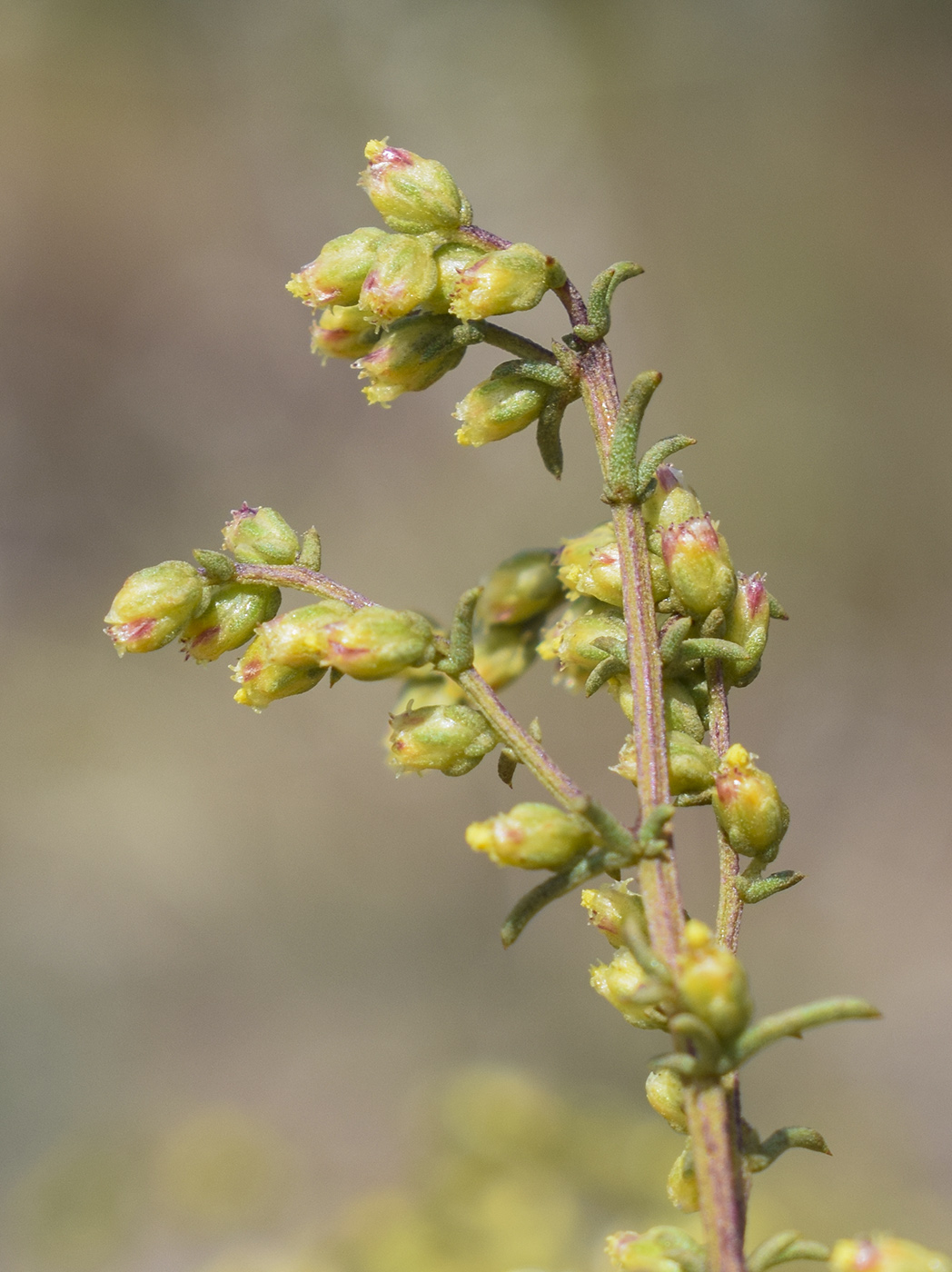 Image of genus Artemisia specimen.