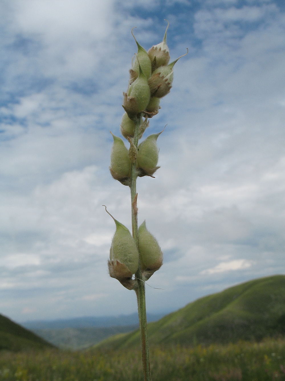 Изображение особи Oxytropis songarica.