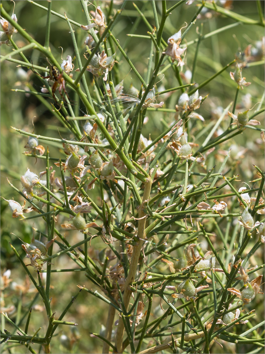 Image of familia Fabaceae specimen.