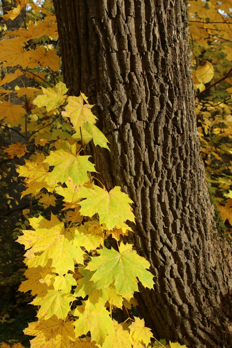 Image of Acer platanoides specimen.