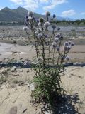 Echinops sphaerocephalus. Цветущее растение. Дагестан, Ахтынский р-н, с. Ахты, дол. р. Ахтычай (правый приток р. Самур), илистая отмель. 05.08.2024.