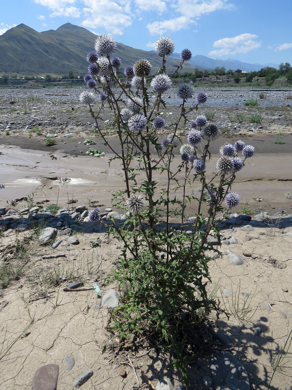 Image of Echinops sphaerocephalus specimen.