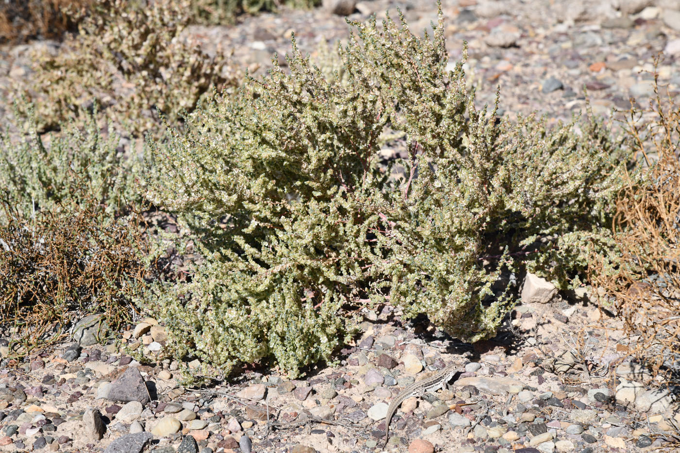 Image of Halogeton glomeratus specimen.