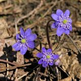 Hepatica nobilis