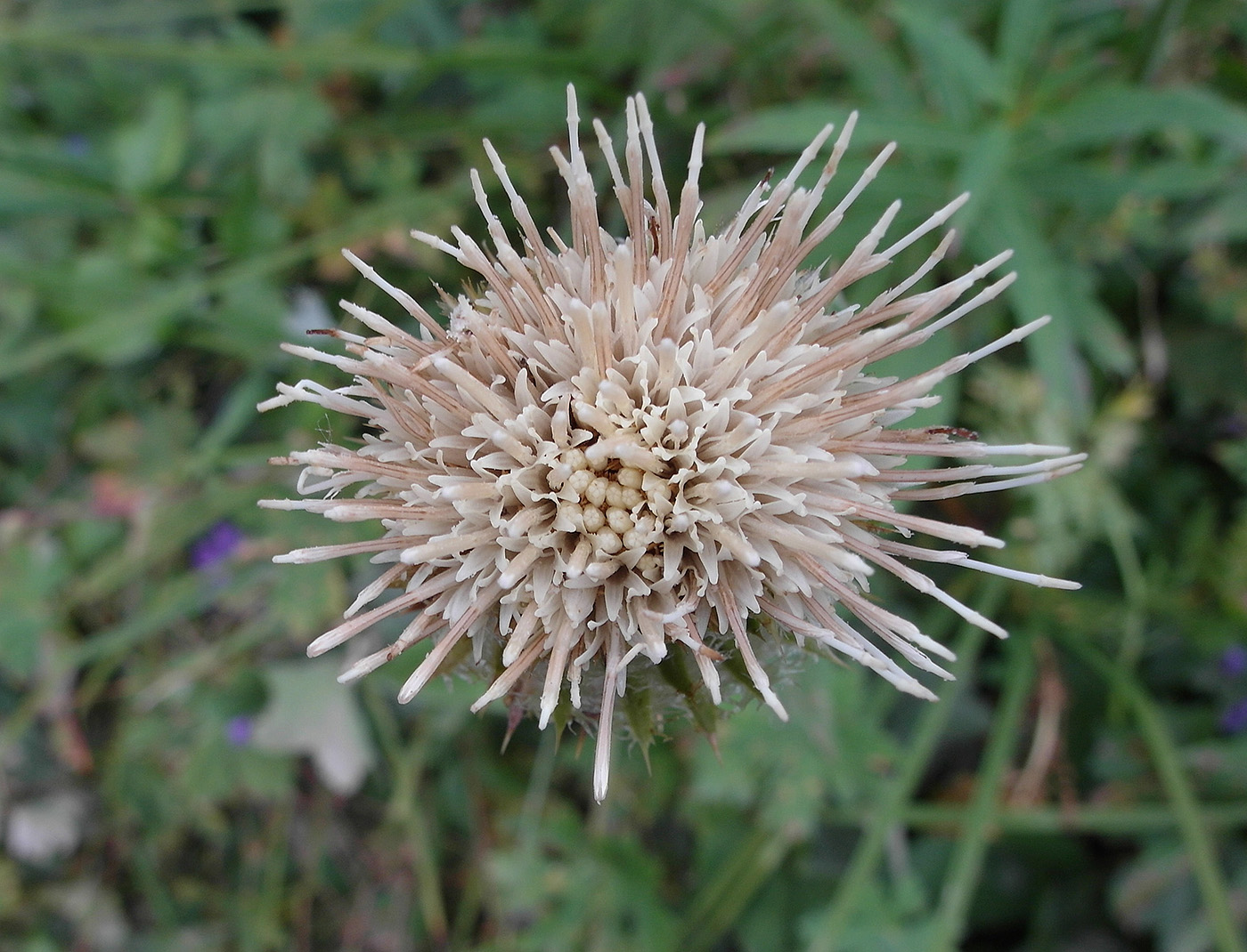 Image of Alfredia acantholepis specimen.