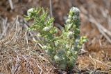 Salsola dendroides