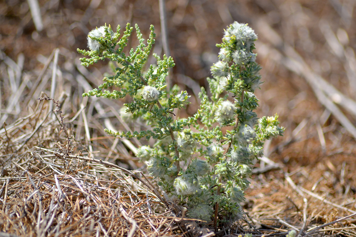 Image of Salsola dendroides specimen.