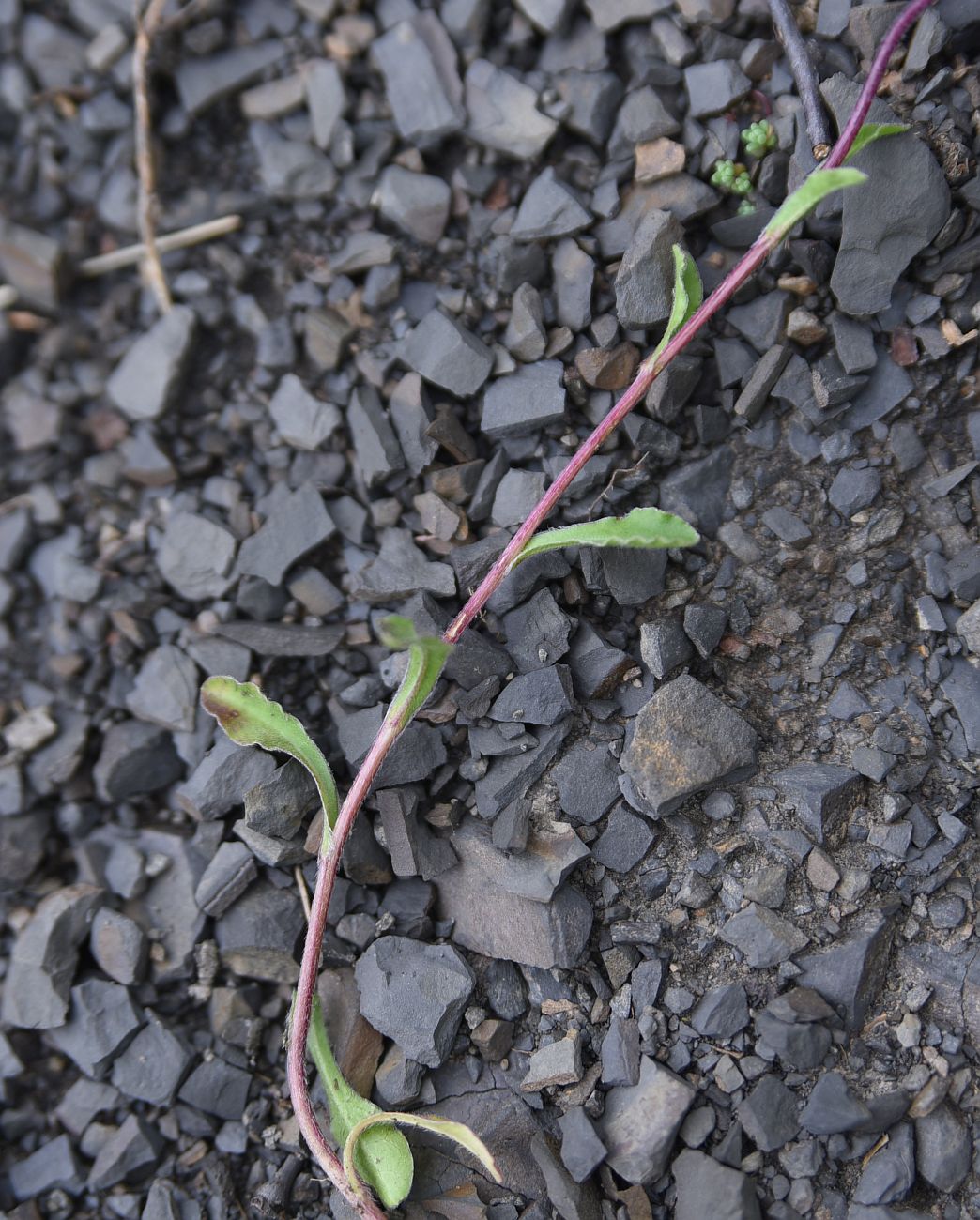 Image of Campanula saxifraga specimen.