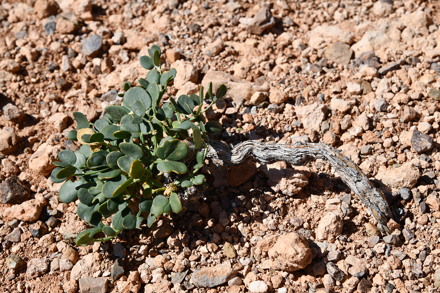 Image of genus Zygophyllum specimen.