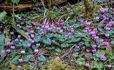 Cyclamen coum